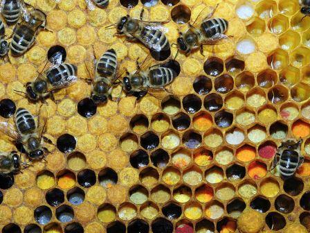 800px-Pollen_in_Wabe_31b